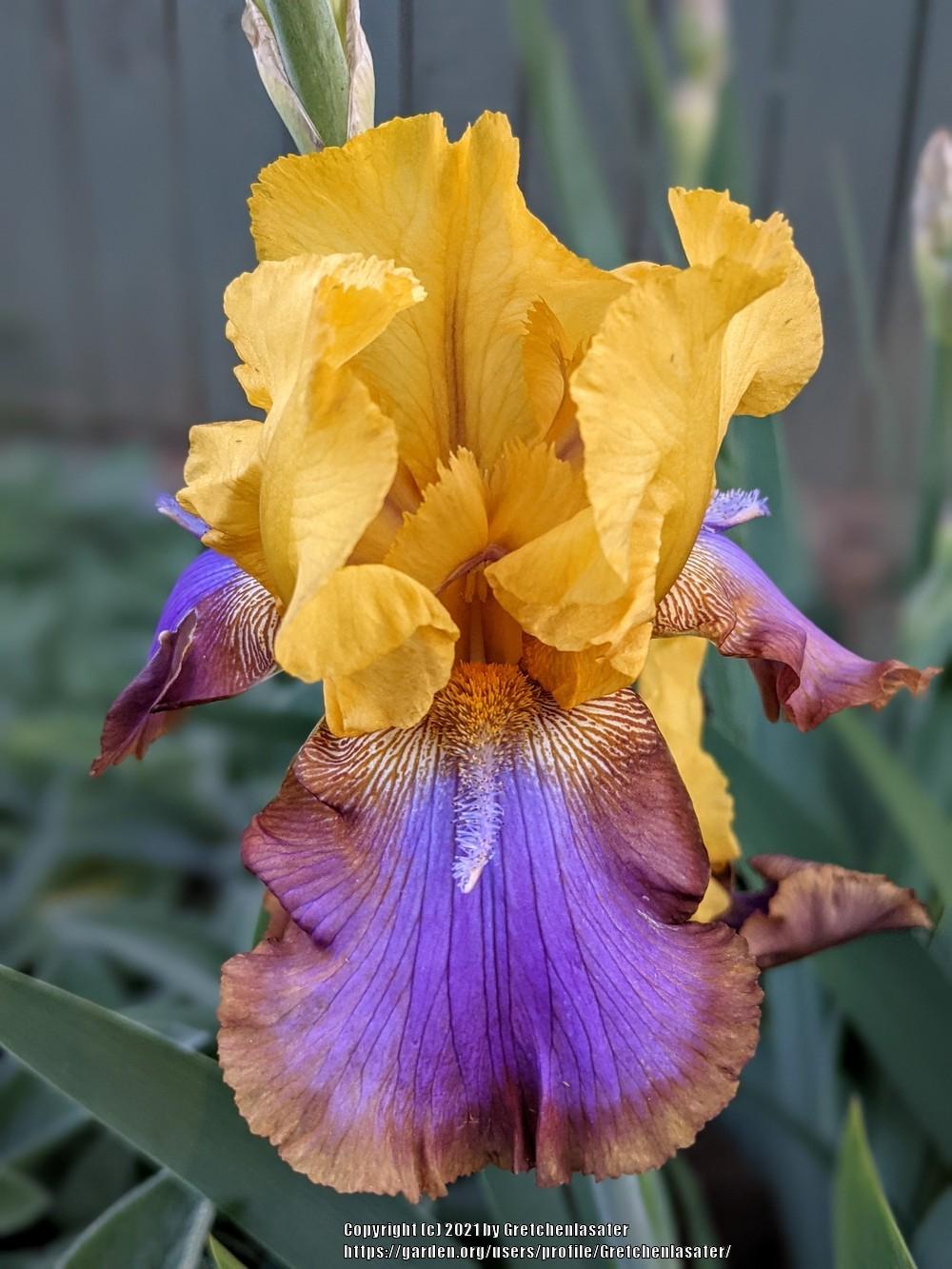 Photo of Tall Bearded Iris (Iris 'Gladys Austin') uploaded by Gretchenlasater