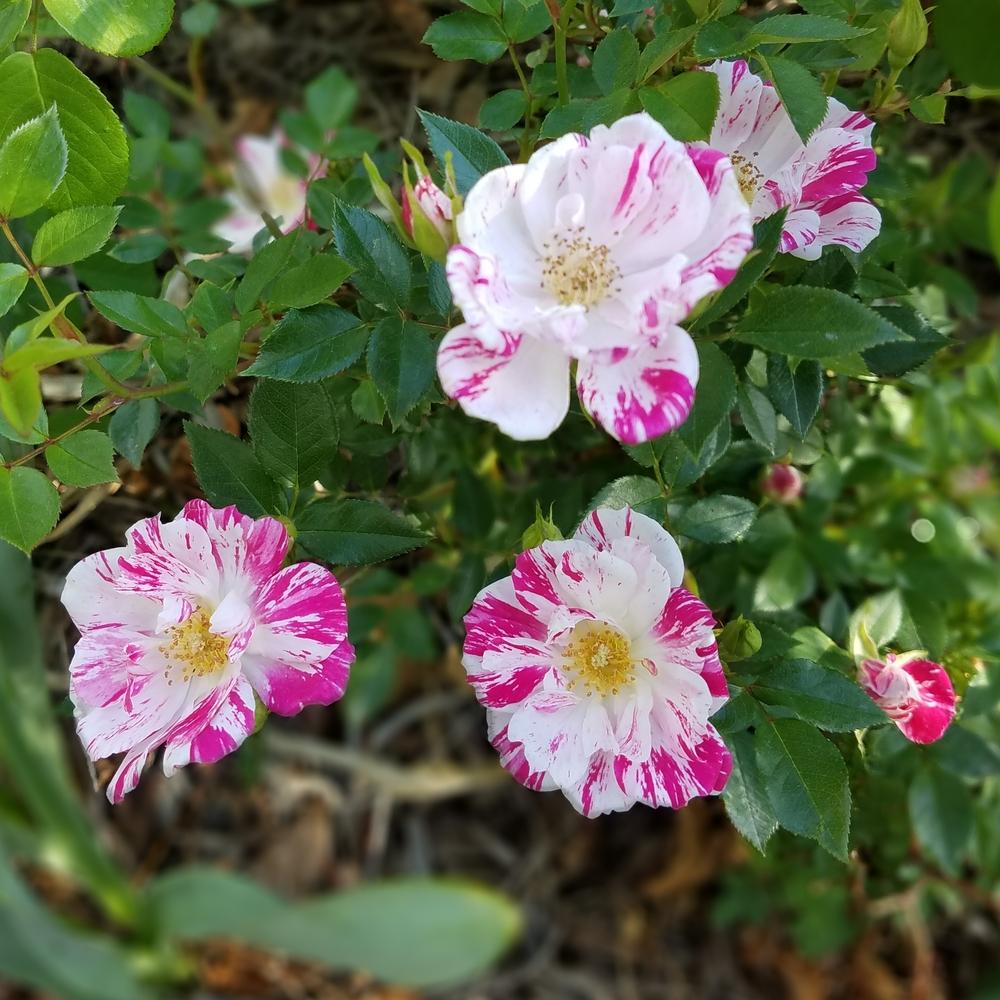 Photo of Rose (Rosa 'Stars 'n' Stripes') uploaded by OrganicJen