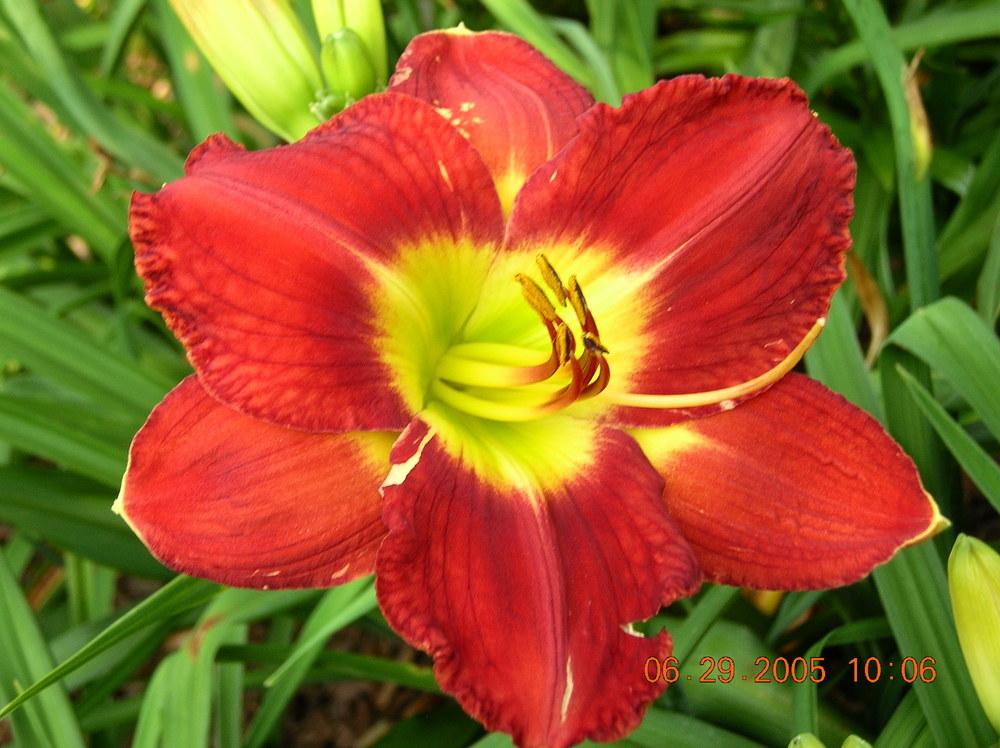 Photo of Daylily (Hemerocallis 'Passion for Red') uploaded by jackky