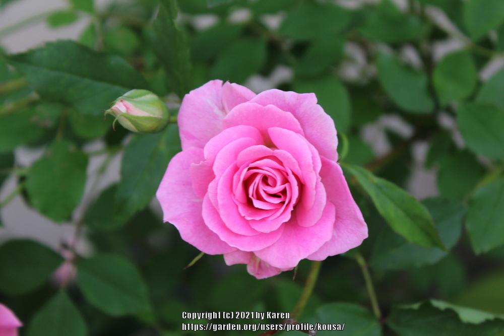 Photo of Rose (Rosa 'Porcelain Rose') uploaded by kousa