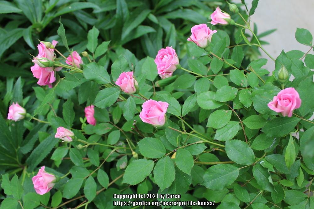 Photo of Rose (Rosa 'Porcelain Rose') uploaded by kousa