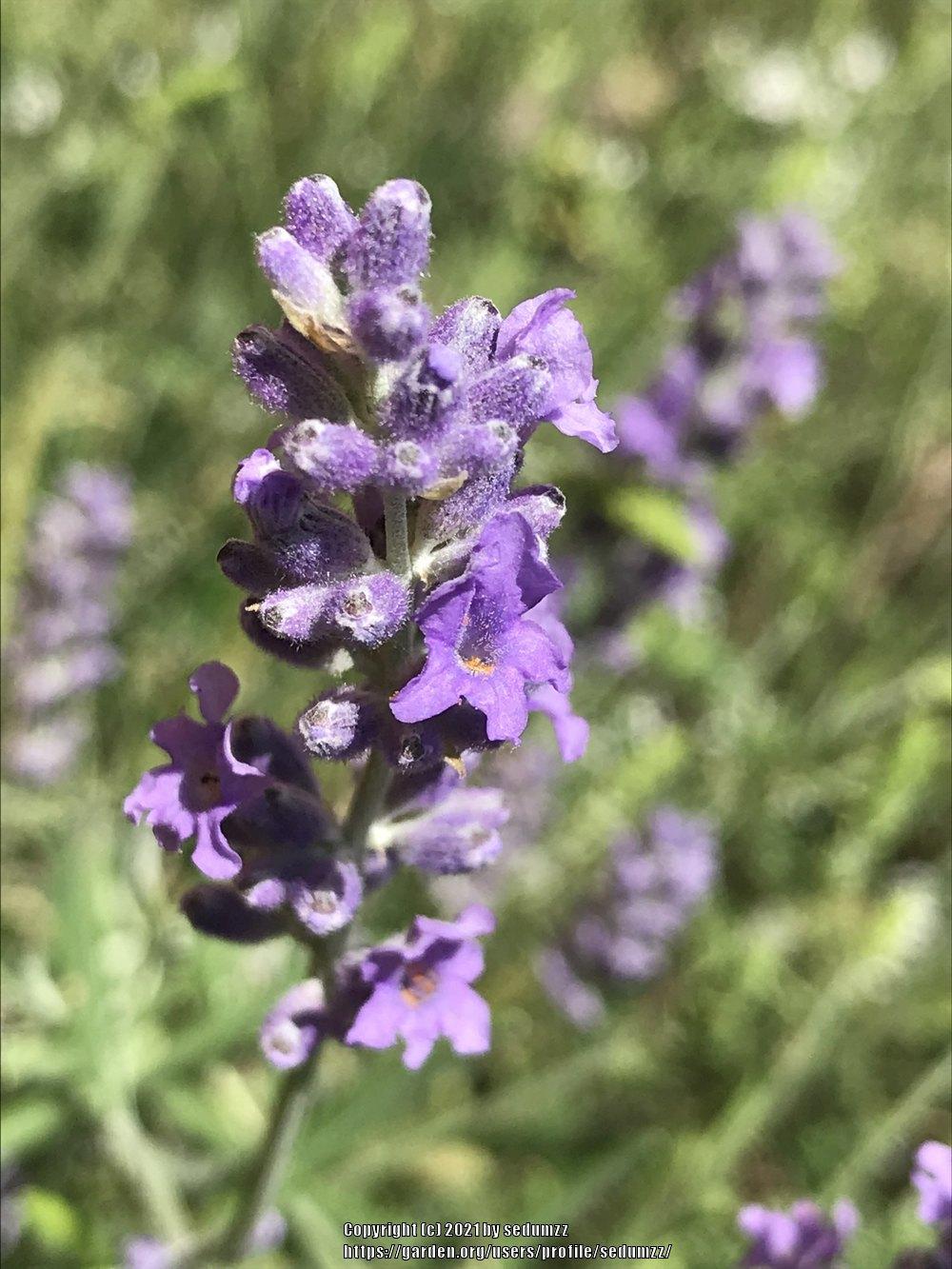 Photo of Lavenders (Lavandula) uploaded by sedumzz