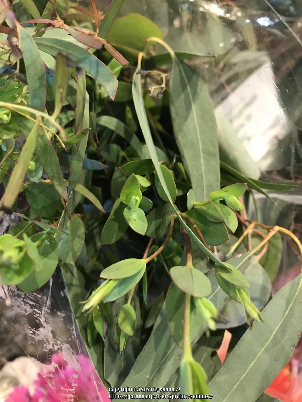 Photo of Gum (Eucalyptus) uploaded by sedumzz