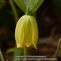 Location: RHS Harlow Carr, Harrogate, Yorkshire, England UK
Date: 2021-05-29
Fritillaria pontica