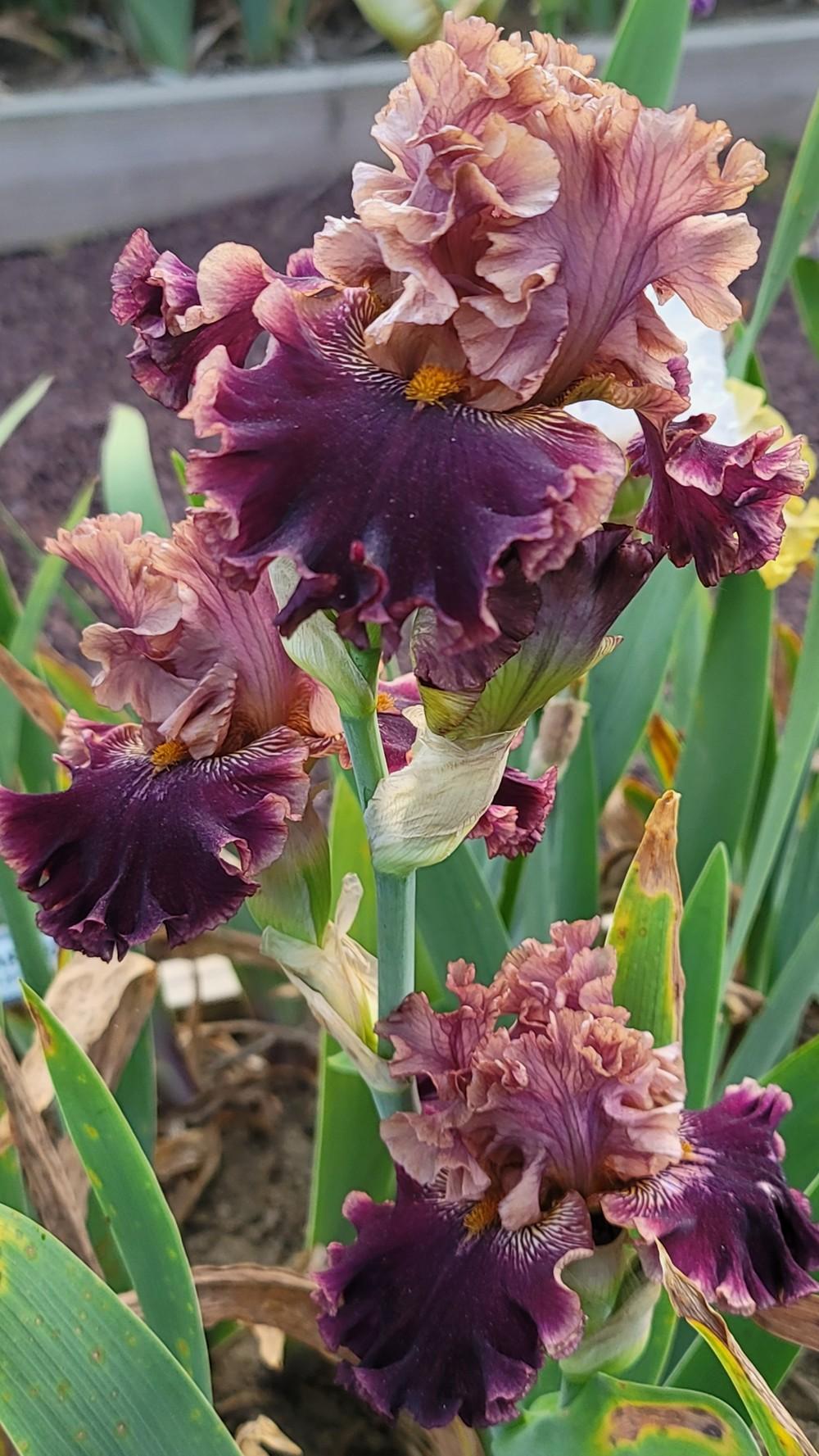 Photo of Tall Bearded Iris (Iris 'Burgundy Blaze') uploaded by Islandview