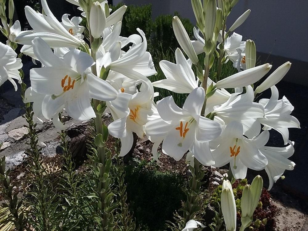Photo of Lily (Lilium candidum) uploaded by Lucius93