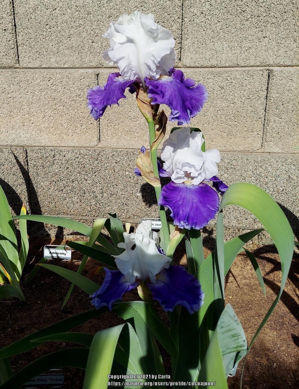 Photo of Tall Bearded Iris (Iris 'Drifting') uploaded by cocoajuno