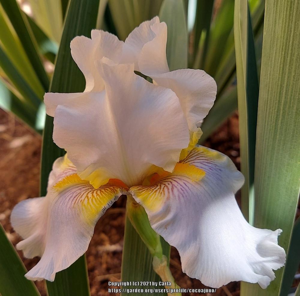 Photo of Tall Bearded Iris (Iris 'Goldkist') uploaded by cocoajuno