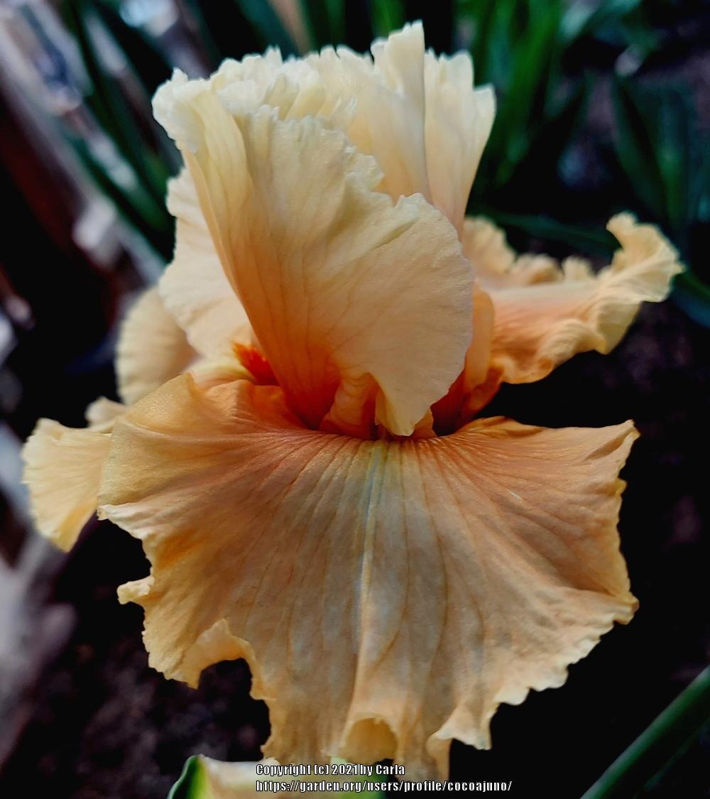 Photo of Tall Bearded Iris (Iris 'Come Go with Me') uploaded by cocoajuno