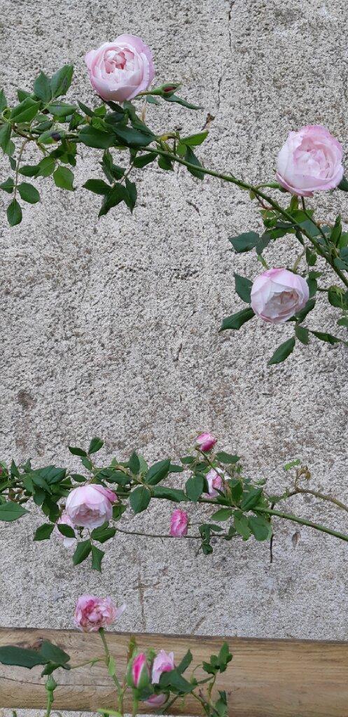 Photo of Rose (Rosa 'Madame Pierre Oger') uploaded by mbotanas