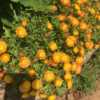 Ice Plant (Delosperma Wheels of Wonder® Orange Wonder)Opens in f