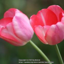 Location: My Garden, Ontario, Canada
Date: 2021-05-21
This tulip has been in my garden for many years.