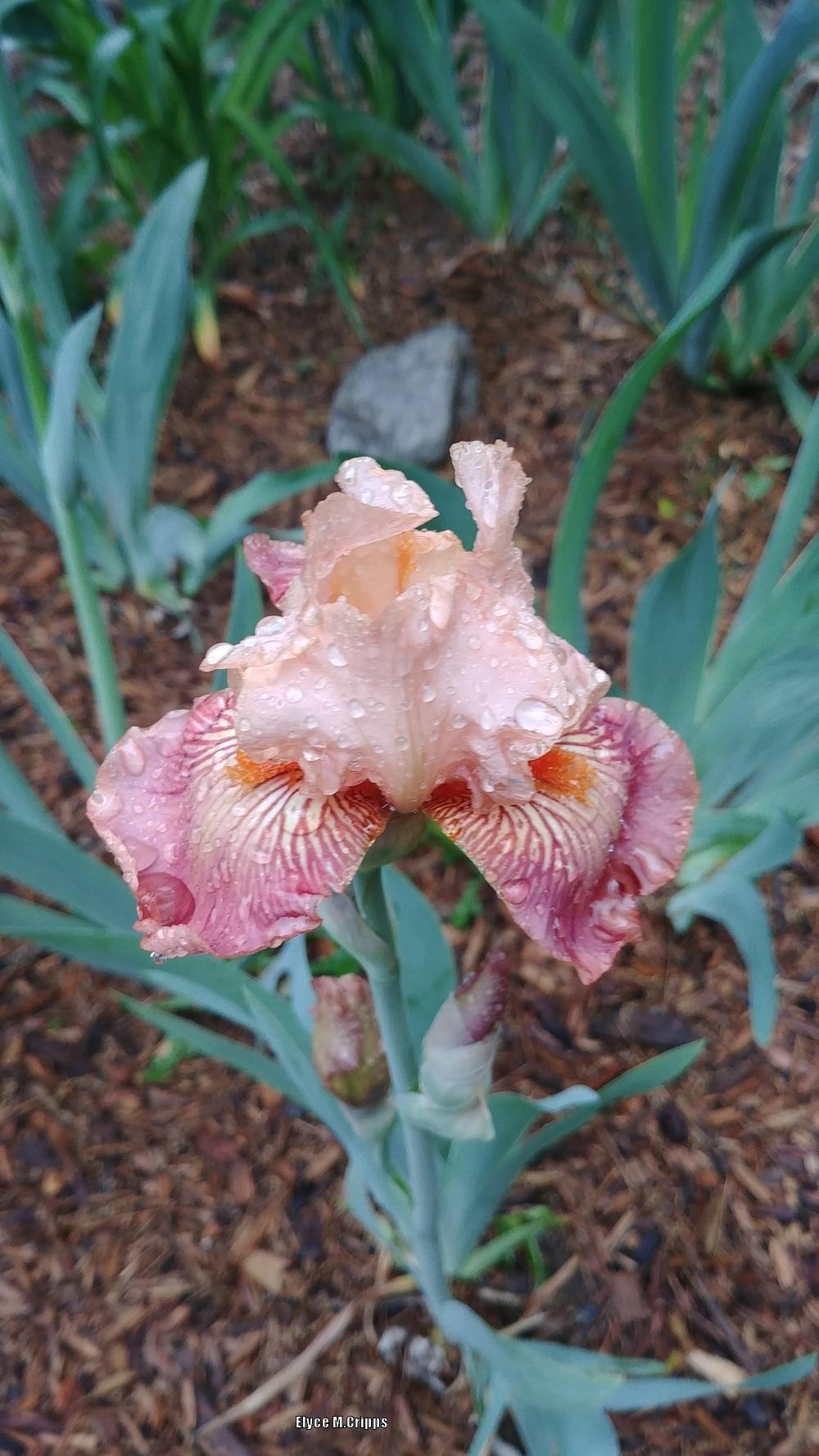 Photo of Tall Bearded Iris (Iris 'Autumn Sunrise') uploaded by ElyceC