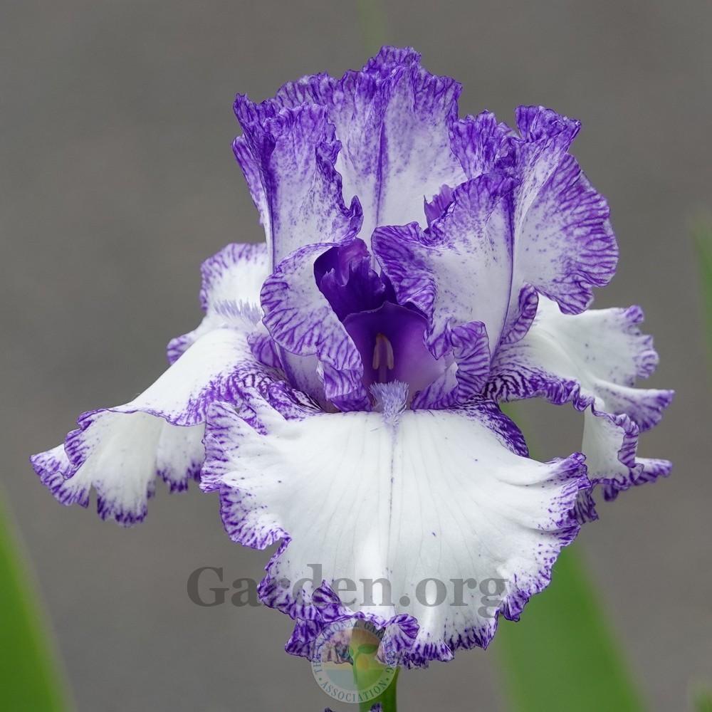 Photo of Tall Bearded Iris (Iris 'Ink Patterns') uploaded by Patty