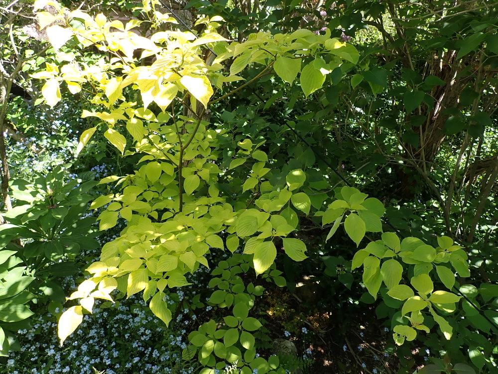 Photo of Pagoda Dogwood (Cornus alternifolia) uploaded by Vals_Garden