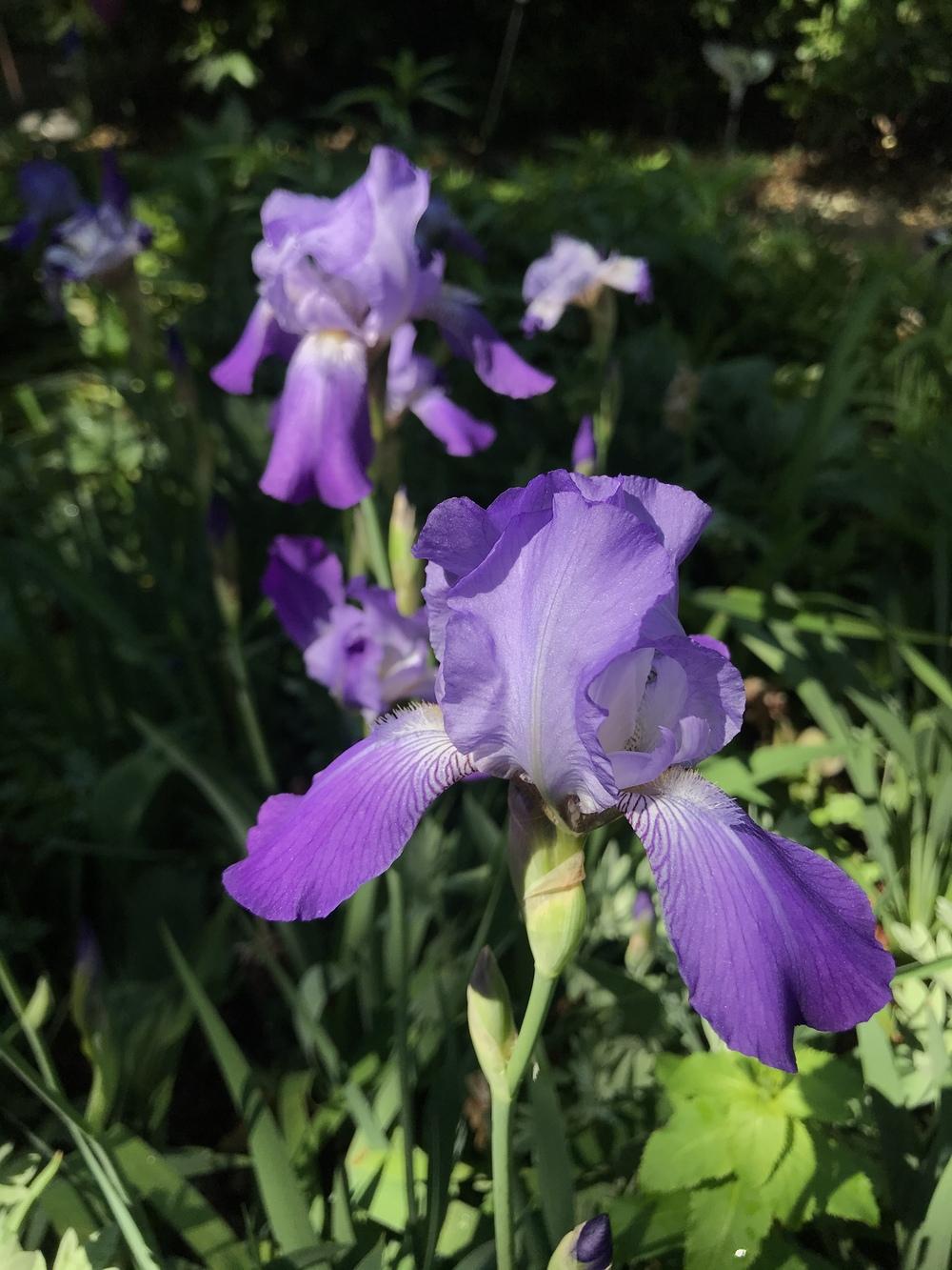 Photo of Tall Bearded Iris (Iris 'Corrida') uploaded by Zoia