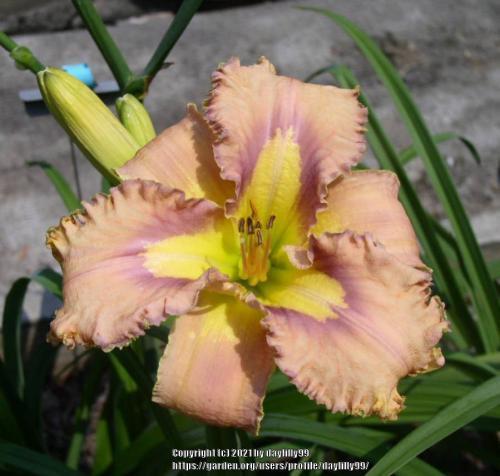 Thumb of 2021-05-30/daylilly99/703dff