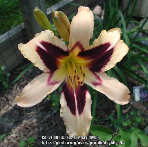 Thumb of 2021-05-30/daylilly99/7b78d9