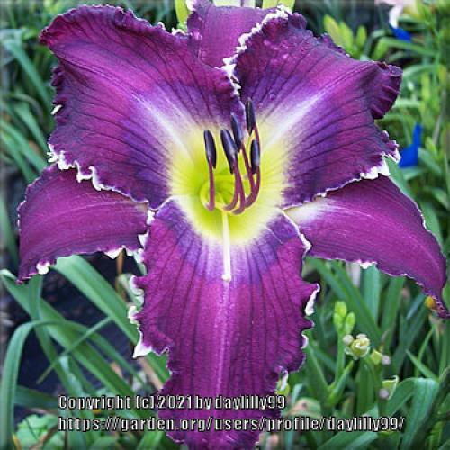 Thumb of 2021-05-30/daylilly99/d0b576