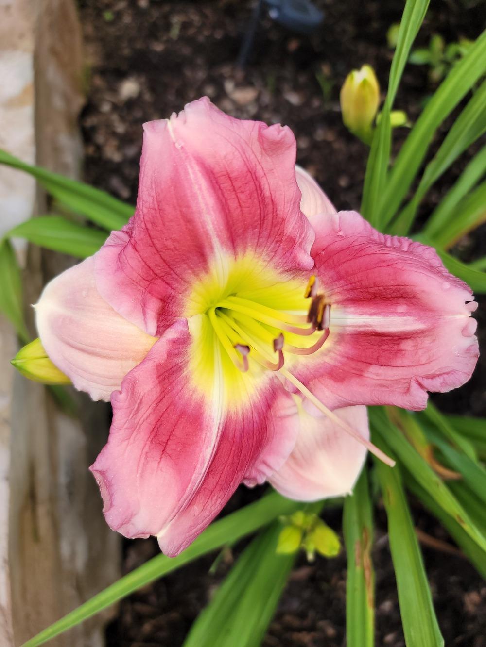 Photo of Daylily (Hemerocallis 'Party Pinafore') uploaded by drgulley