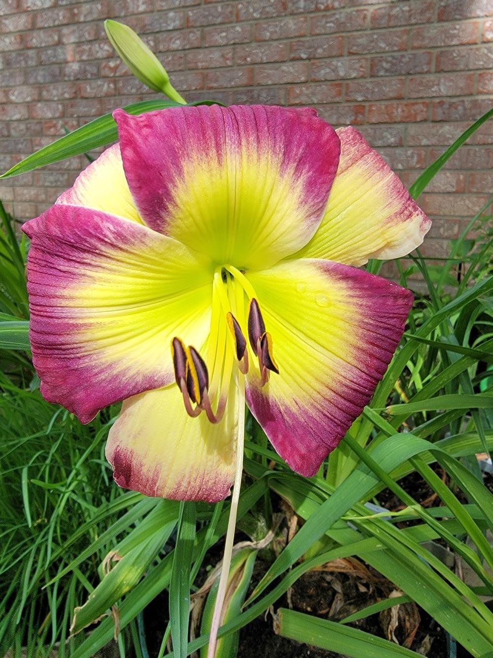 Photo of Daylily (Hemerocallis 'Awed by Claude') uploaded by drgulley