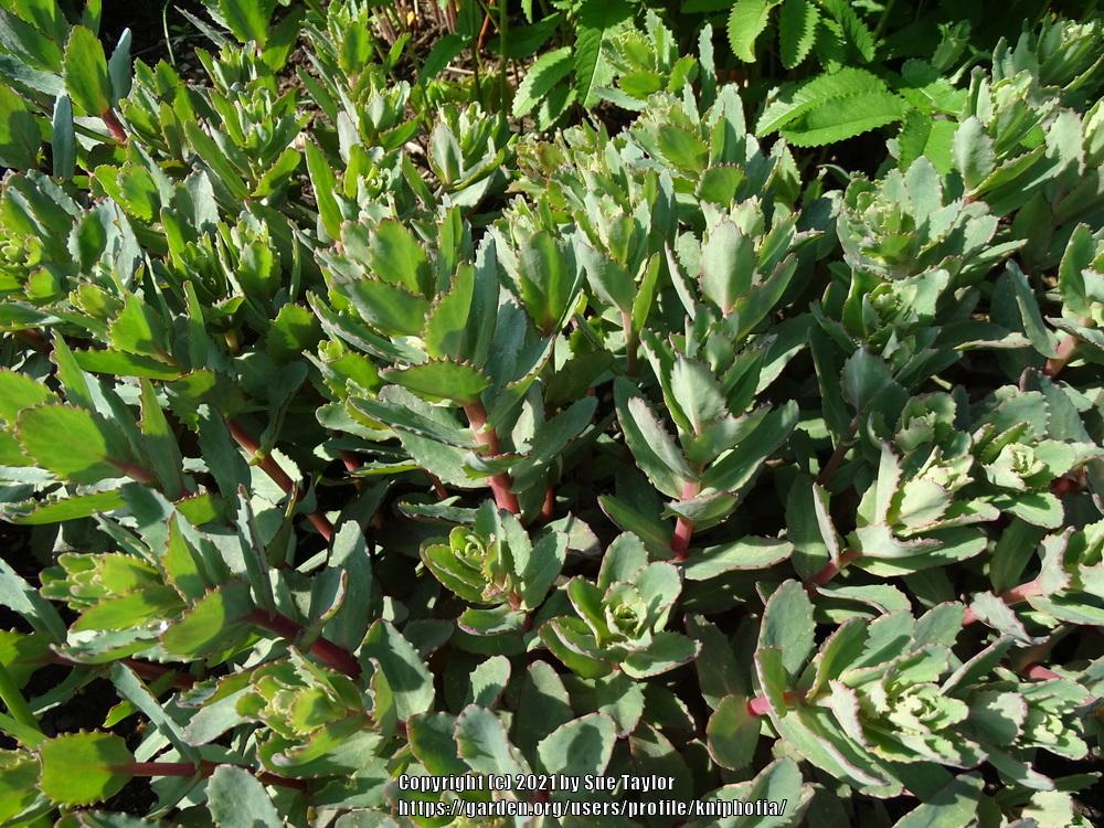 Photo of Stonecrop (Hylotelephium telephium subsp. telephium 'Red Cauli') uploaded by kniphofia