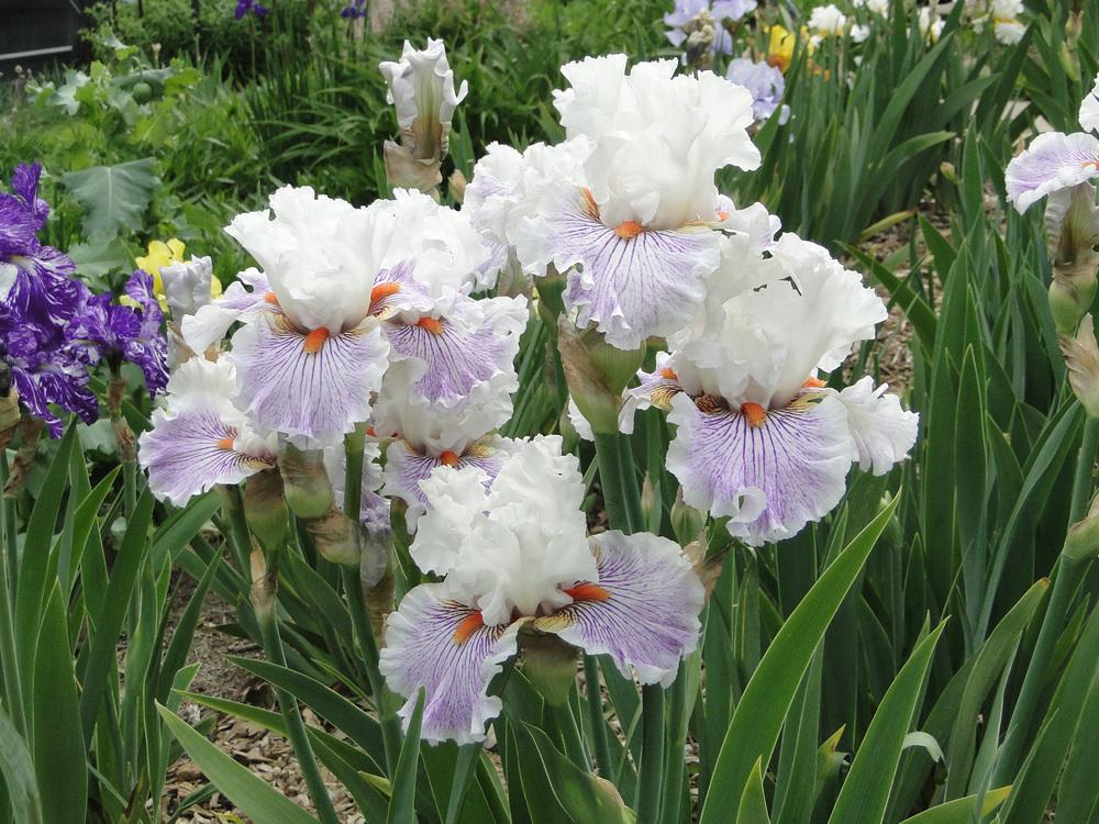 Photo of Tall Bearded Iris (Iris 'Hysteria') uploaded by lauriemorningglory