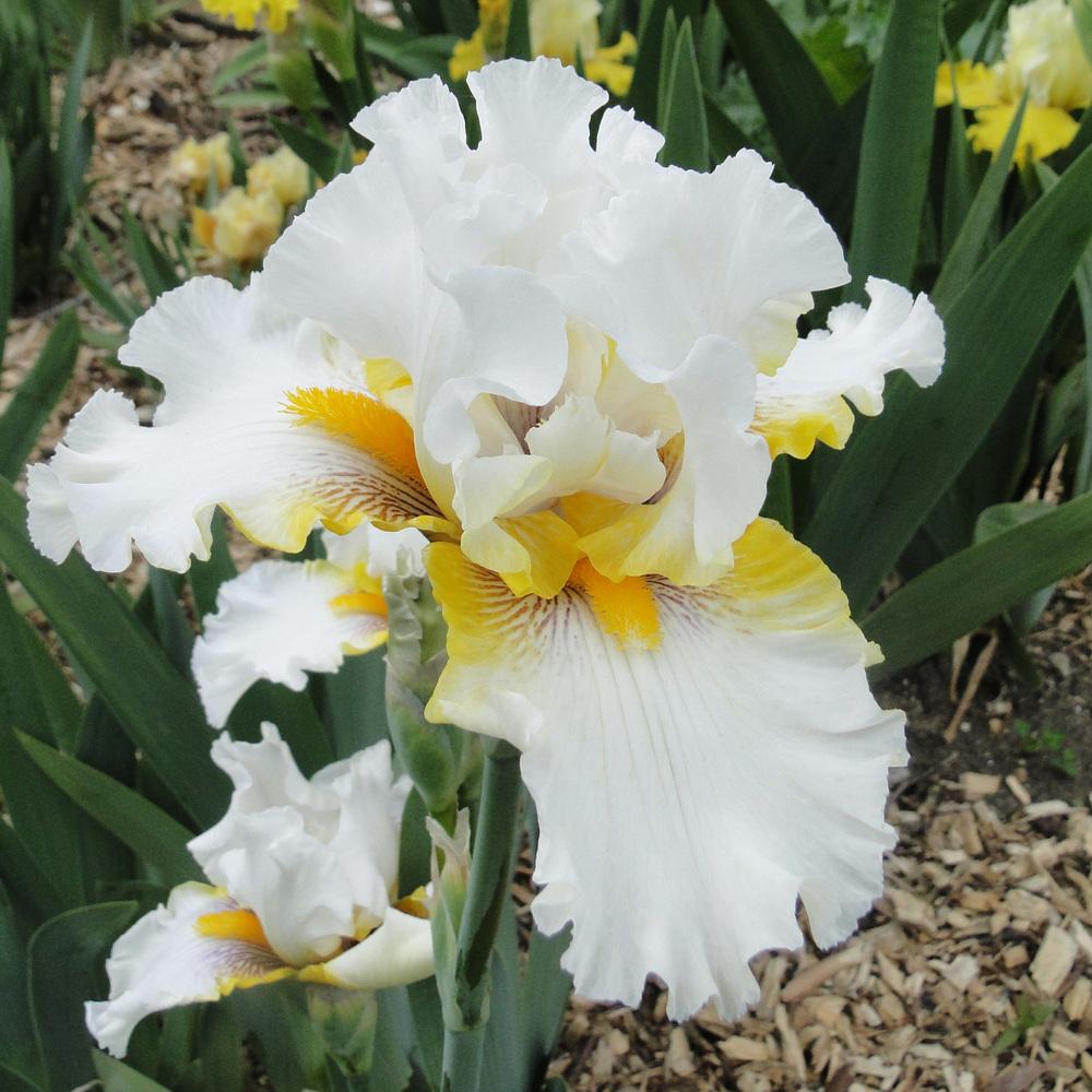 Photo of Tall Bearded Iris (Iris 'Goldkist') uploaded by lauriemorningglory