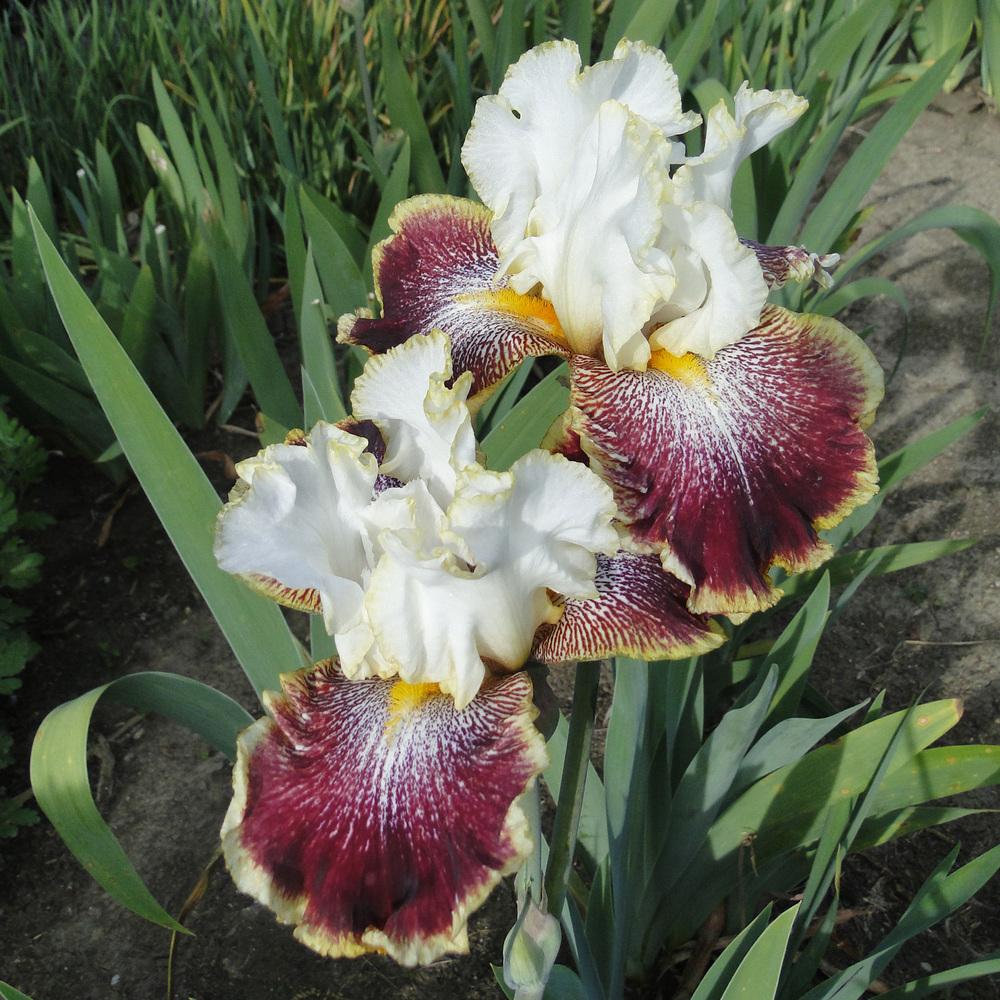 Photo of Tall Bearded Iris (Iris 'Carnival Ride') uploaded by lauriemorningglory