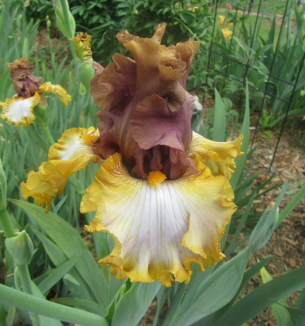 Photo of Tall Bearded Iris (Iris 'Mood Ring') uploaded by tveguy3