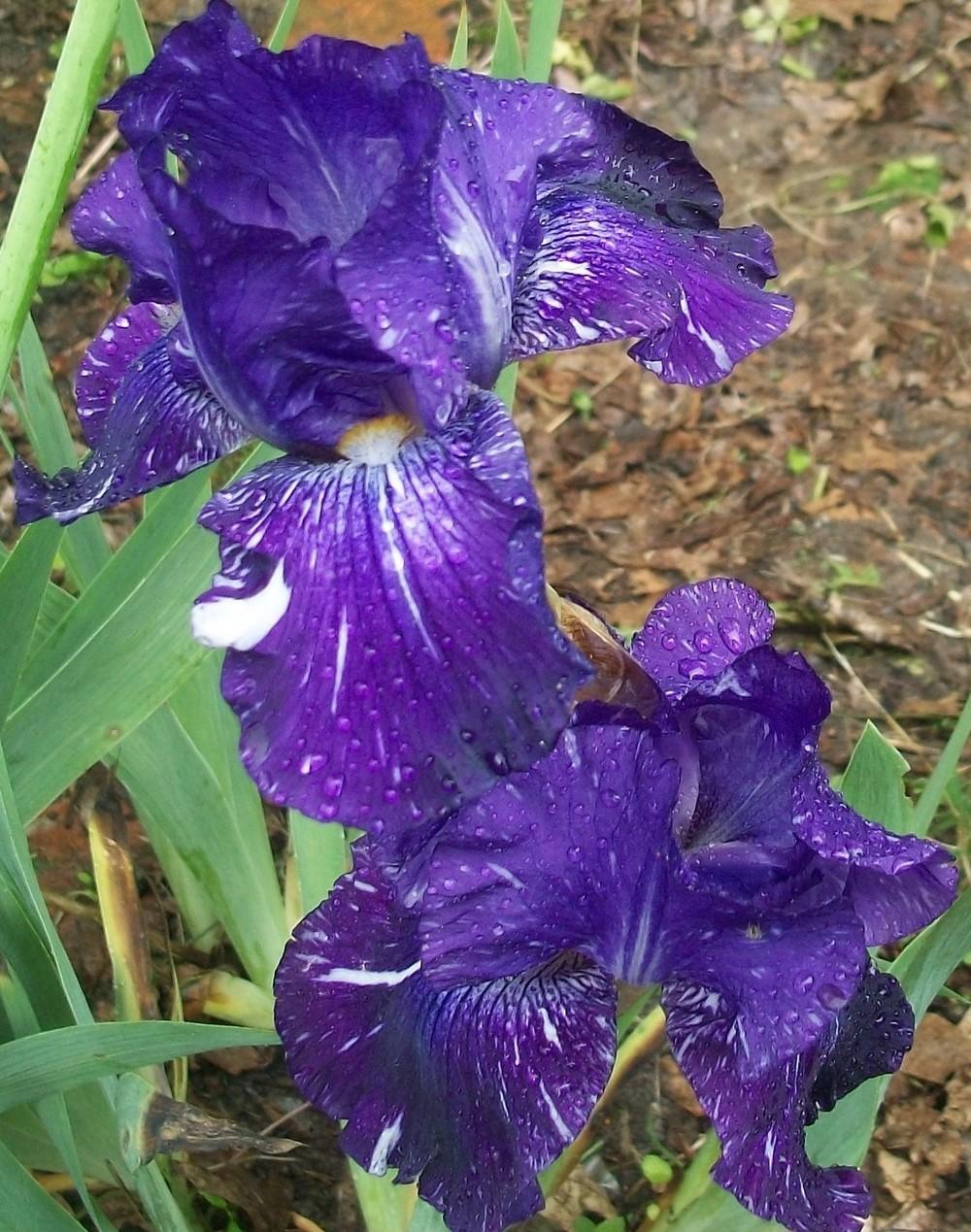 Photo of Border Bearded Iris (Iris 'Batik') uploaded by DonnaKribs
