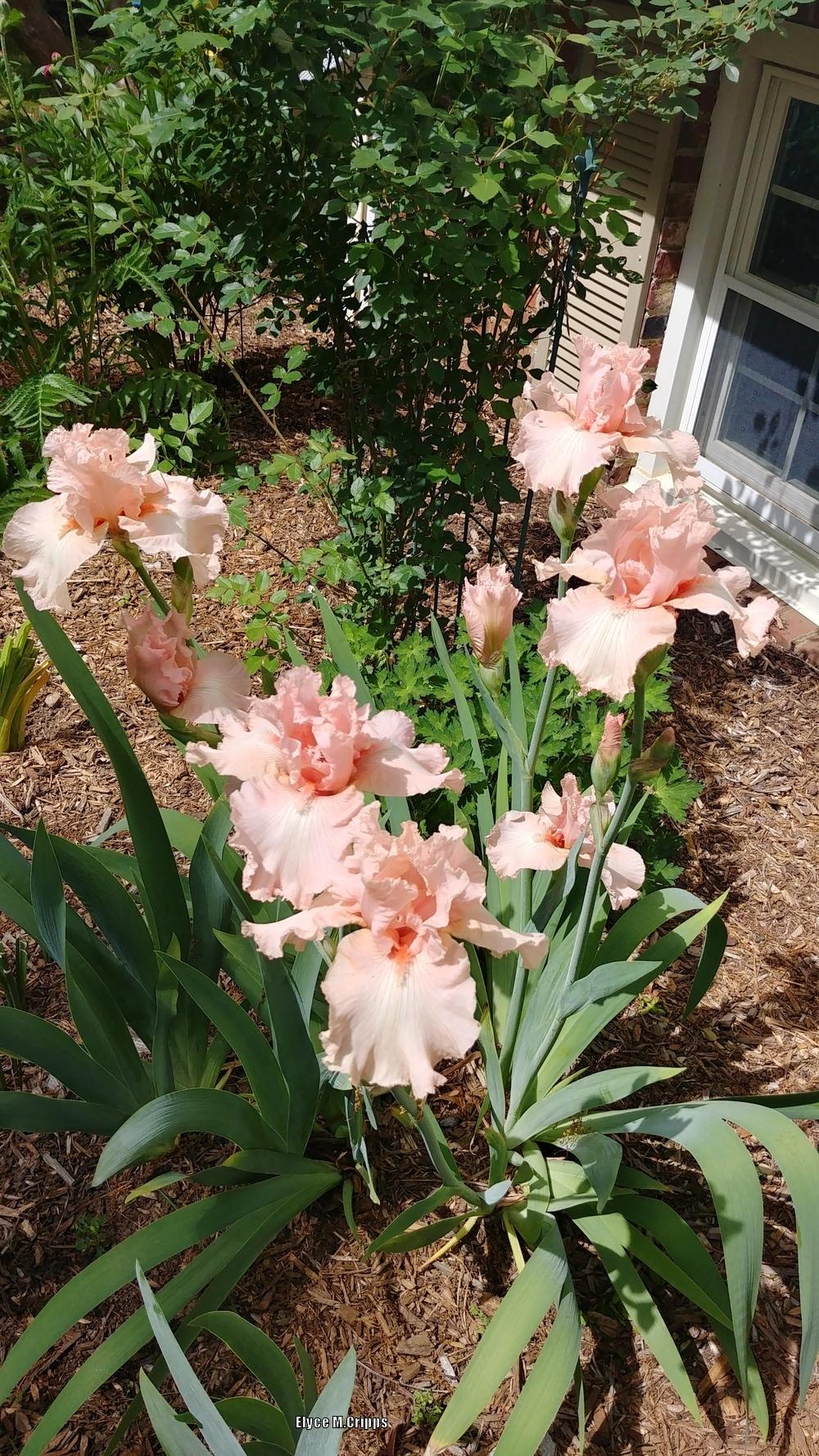 Photo of Tall Bearded Iris (Iris 'Beverly Sills') uploaded by ElyceC