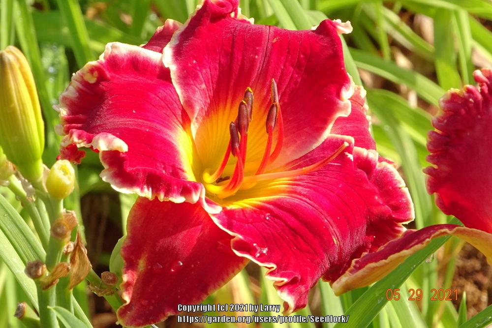 Photo of Daylily (Hemerocallis 'Red Edition') uploaded by Seedfork