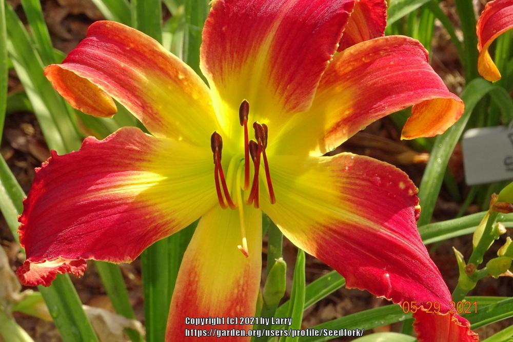 Photo of Daylily (Hemerocallis 'River City Tooth Fairy') uploaded by Seedfork