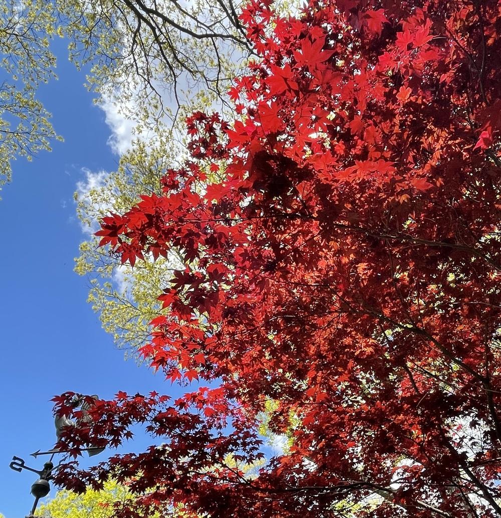 Photo of Japanese Maple (Acer palmatum var. amoenum 'Bloodgood') uploaded by Zoia