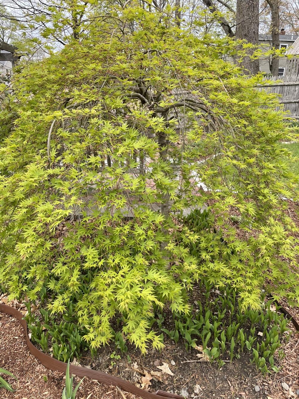 Photo of Japanese Maple (Acer palmatum 'Omure Yama') uploaded by Zoia