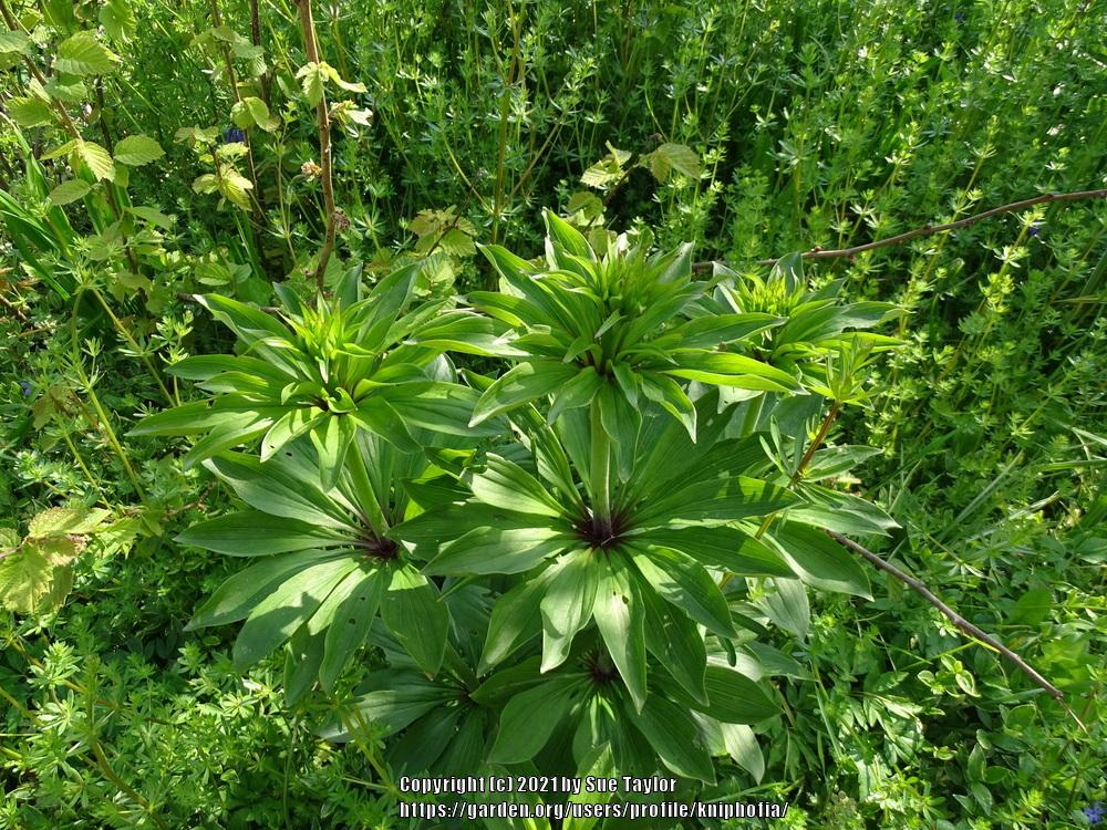 Photo of Martagon Lily (Lilium martagon) uploaded by kniphofia