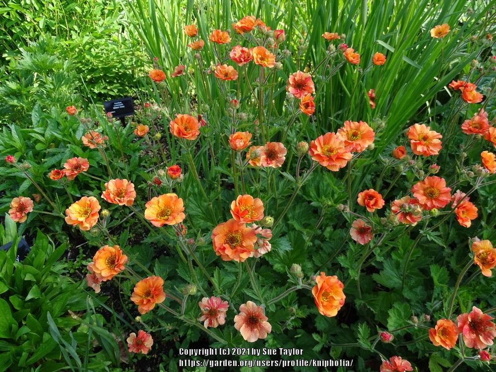 Photo of Avens (Geum 'Totally Tangerine') uploaded by kniphofia