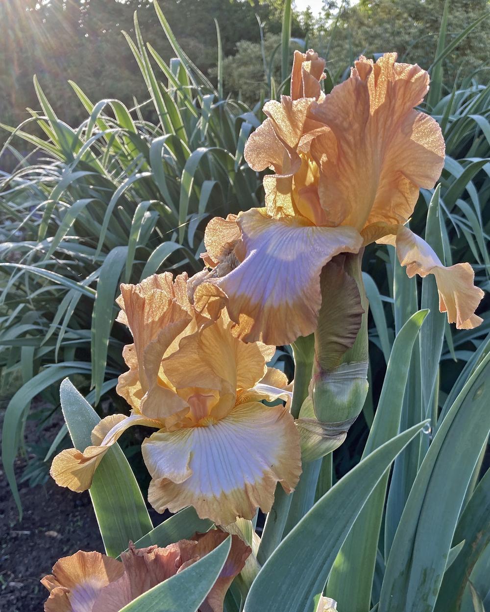 Photo of Tall Bearded Iris (Iris 'Ginger Swirl') uploaded by marysp