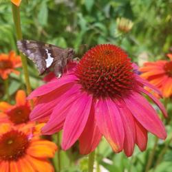 Location: Our garden, Decatur, GA
Date: 2021-05-29
Silver-spotted Skipper (Epargyreis clarus) on cone flower. Our ga