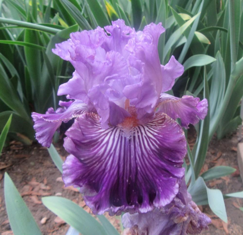 Photo of Tall Bearded Iris (Iris 'You're So Veined') uploaded by tveguy3