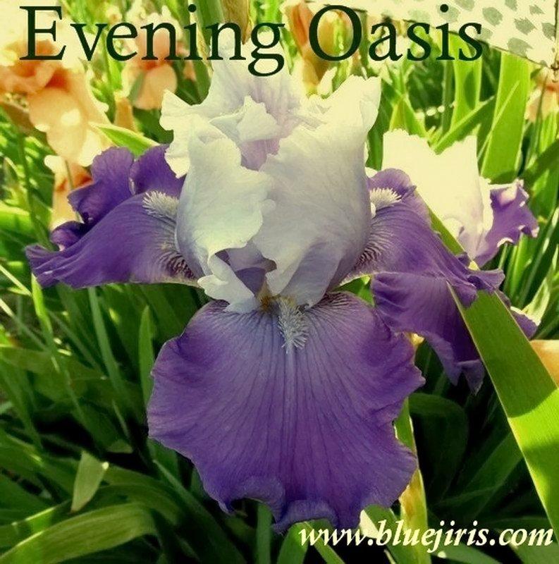 Photo of Tall Bearded Iris (Iris 'Evening Oasis') uploaded by DaylilySLP