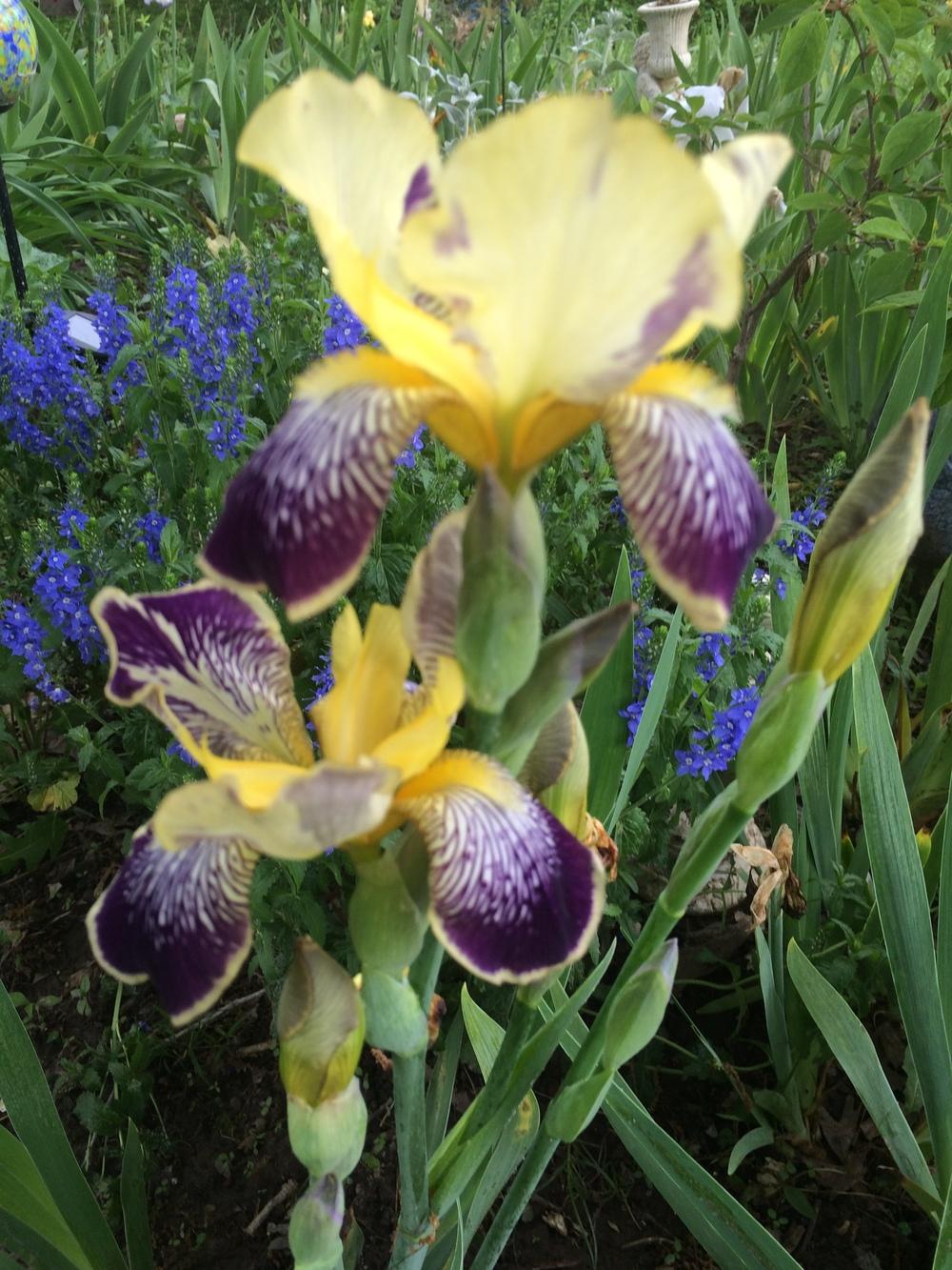 Photo of Intermediate Bearded Iris (Iris 'Loreley') uploaded by DonnaKribs