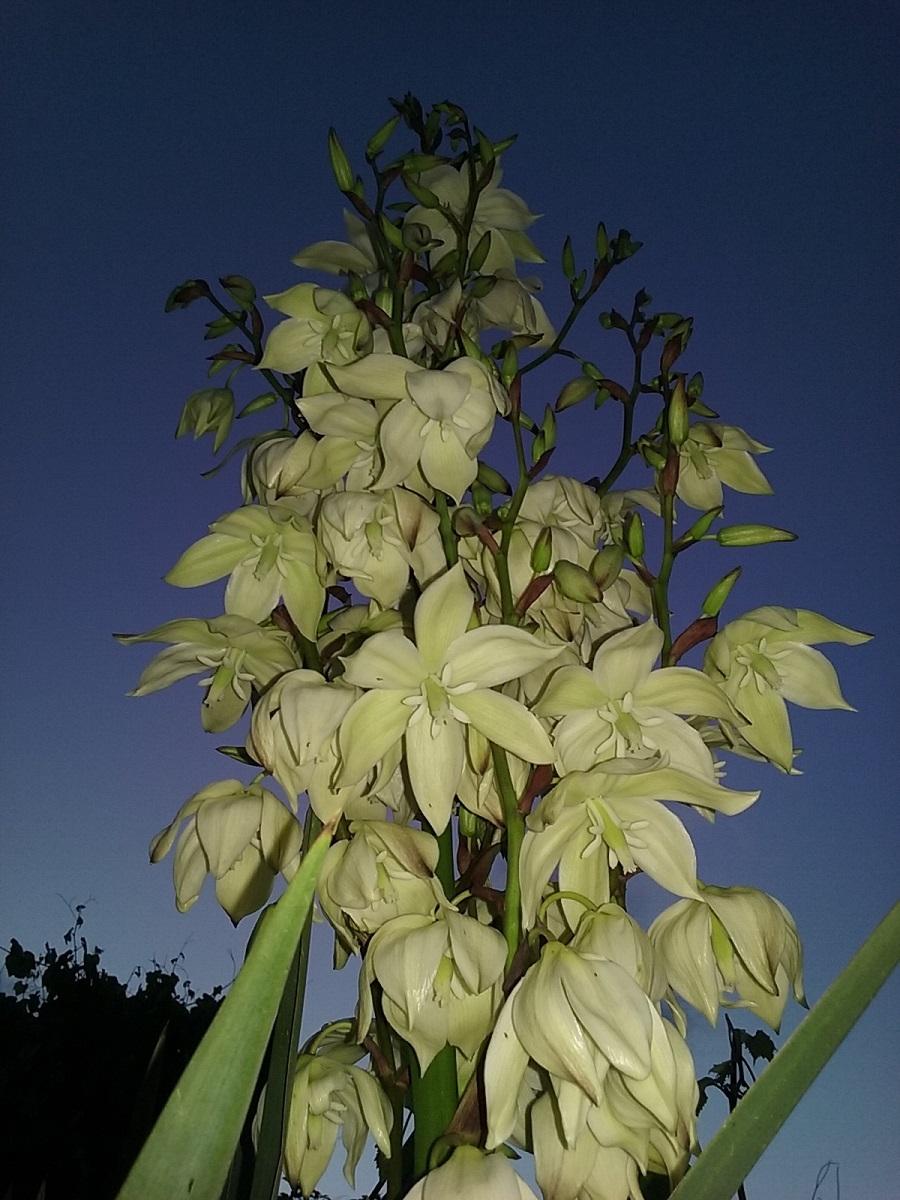 Photo of Spanish Dagger (Yucca gloriosa) uploaded by Lucius93