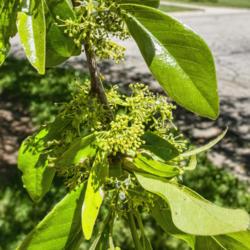 Location: Hidden Lake Gardens, Michigan
Date: 2021-05-29
Nyssa sylvatica - Bright green new leaves and bloom buds