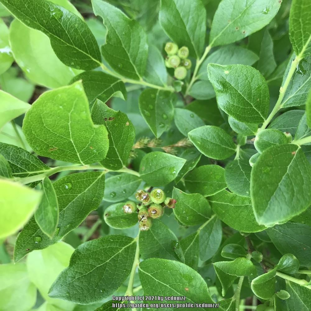 Photo of Highbush Blueberry (Vaccinium corymbosum) uploaded by sedumzz