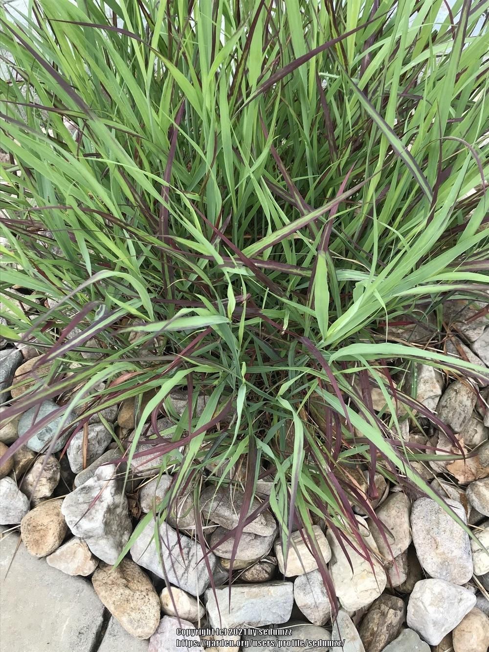Photo of Japanese Blood Grass (Imperata cylindrica) uploaded by sedumzz