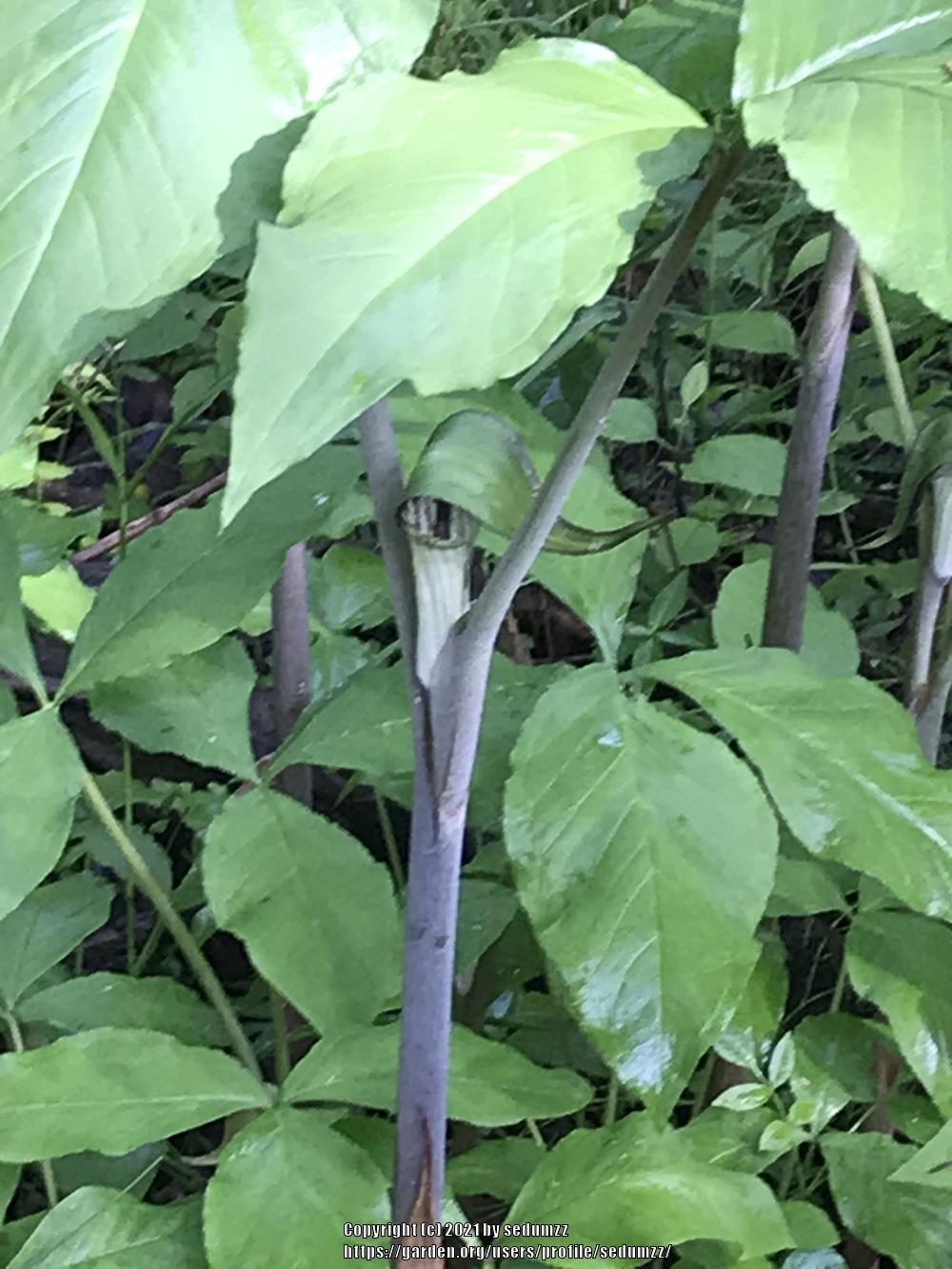 Photo of Cobra Lily (Arisaema ringens) uploaded by sedumzz