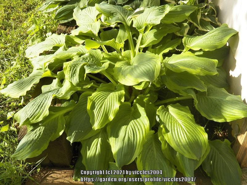 Photo of Hosta 'Key Lime Pie' uploaded by viccles2004