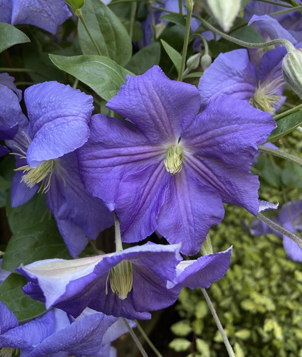 Photo of Clematis 'Perle d'Azur' uploaded by Calif_Sue